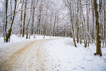 Kassel, Germany - trees and buildings in winter