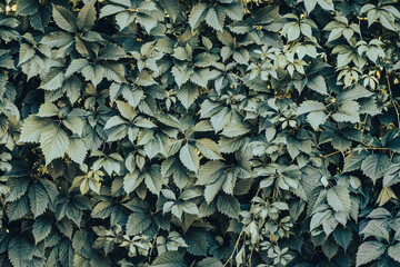 Green hedge of leaves of wild grapes. Dense hedgerow. Natural texture. Plant background. Beautiful nature wallpaper. Garden decoration
