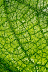 The texture of a green leaf from a tree in close-up