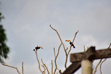 wild toucan sitting on the branch