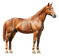 Fototapeta premium PNG Confident chestnut horse outdoors
