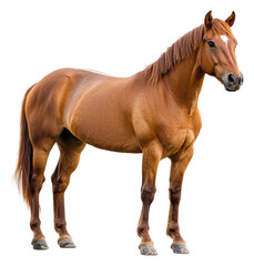 Obraz premium PNG Brown horse standing in a studio setting indoors