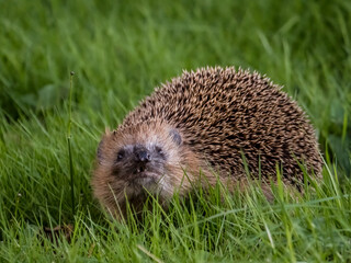 hedgehog in the grass
