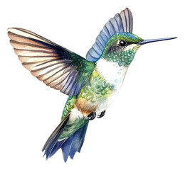 Fototapeta premium PNG Colorful hummingbird hovering near flowers