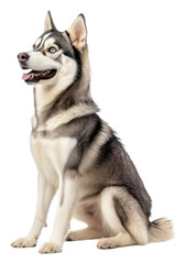 Fototapeta premium PNG Friendly Siberian Husky sitting indoors at home