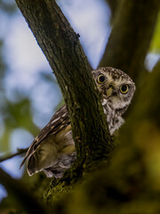 owl in tree