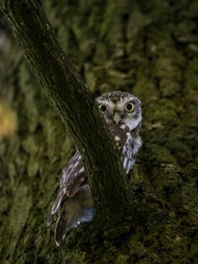 great horned owl