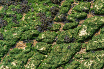 Green moss background on stone on the coastline