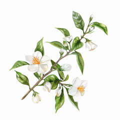 Watercolor Hand-drawn leaves and white orange tree flowers isolated on a white background. Citrus aurantium, flower illustration. Watercolor-drawn leaves and white orange tree flowers and jasmine