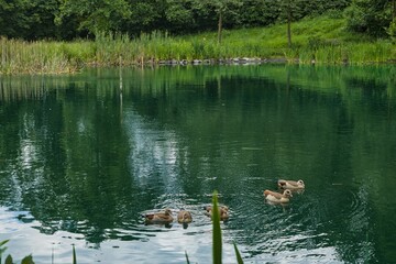Goslar, Harz, Frankenberger Teich