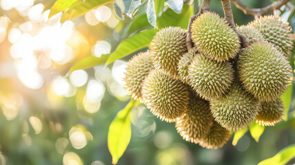Obraz premium A close up of durian tree with multiple fruits hanging beautifully