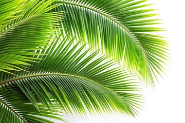 Obraz premium Coconut palm leaves isolated on white background