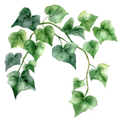 PNG Ivy leaves cascading on white background
