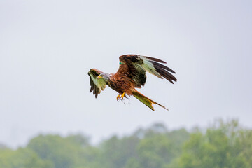 Red Kite bird of prey looking forward with brown white wings out stretched yellow beak and talons flying up from strike