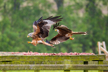 Red Kite birds of prey with brown and white wings out stretched yellow beak and talons swoop down...