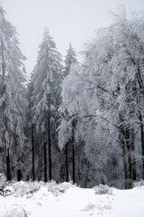 Verschneiter Wald mit vereisten Bäumen im Winter