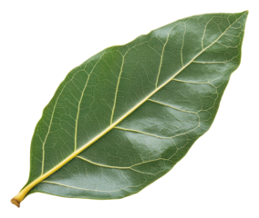 PNG Fresh bay leaf isolated on a white background