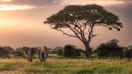 African Elephants 1