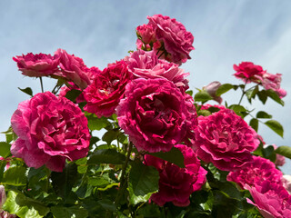 Roses pink affectionate flowers in garden