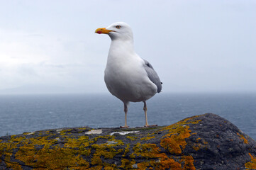 Seagull on the coastal cliffs overlooking the Atlantic Ocean in Slea Head, Ireland