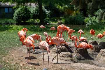 Group of flamingos in a zoo on a sunny day