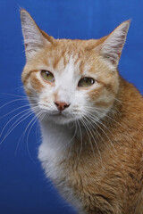 A beautiful cat, big eyes and colorful backdrop.