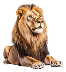 Obraz premium PNG A lion sits gracefully, its mane flowing elegantly