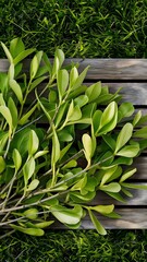 Obraz premium Green leaves on twigs, sward and wooden planks background, isolated on white