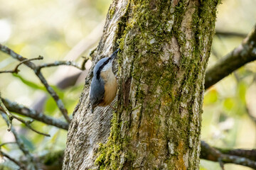 Nuthatch gray and fawn bird with sunflower seed in beak looking for a place on a tree to cache the seed