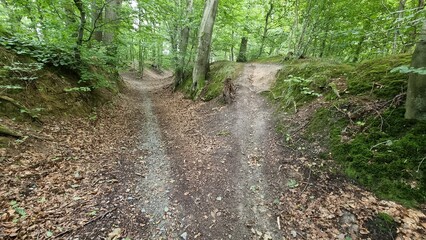 Fototapeta premium forest hike on the Hansaweg (old vlothoher Street) in bad Salzuflen