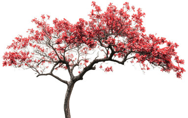 Obraz premium A tree with red flowers on white background,png