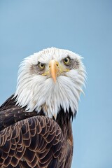 Fototapeta premium AI-generated illustration of a bald eagle against a clear blue sky background.