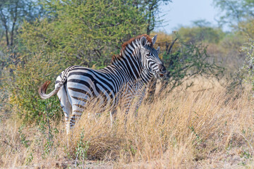 A Zebra in a Remote Grassland