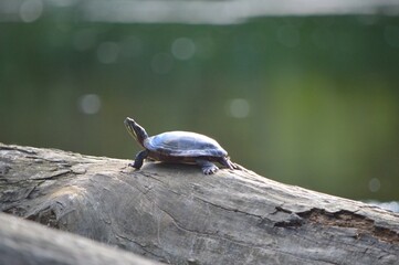 Obraz premium Turtle Sunbathing on Log in Pond Close-Up
