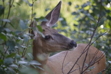 Deer Peeking Through Bushes