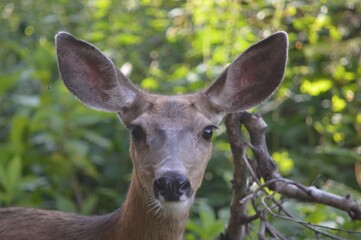 Deer Close-Up with Large Ears