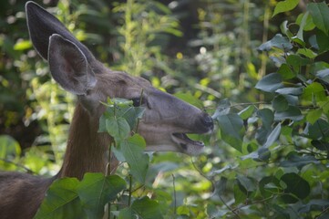 Deer Eating Leaves in Forest