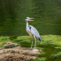 Grey Heron bird with long beak and legs standing on rock in river