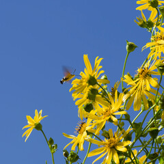 (Silphium perfoliatum) Silphie perfoliée, plante mellifère à fleurs jaune vif, butinées par un...