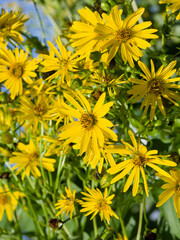 Grappes de fleurs de silphium perfoliatum ou silphie perfoliée à pétales rayonnantes jaune vif entourant un disque central à fleurs tubulaires orangées et étamines jaunes