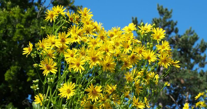 (Silphium perfoliatum) Bouquets de fleurs jaune &agrave; disque central orang&eacute; de silphies perfoli&eacute;es au sommet de hautes tiges se balan&ccedil;ant gracieusement sous une l&eacute;g&egrave;re brise
