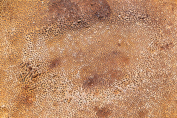 Phellinus Igniarius Willow Bracket fungus macro shot showing small pores