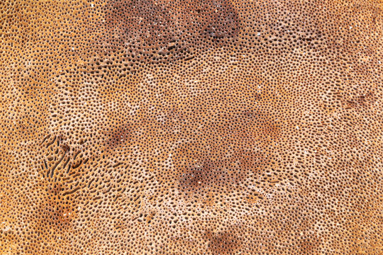 Phellinus Igniarius Willow Bracket fungus macro shot showing small pores