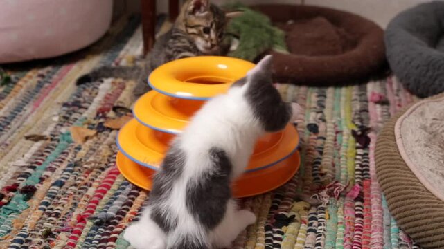 gatitos beb&eacute;s jugando