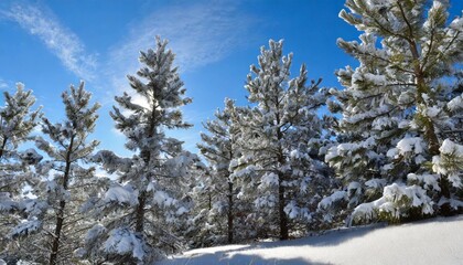 Glistening Snow-Covered Pine Trees Against a Bright Blue Winter Sky