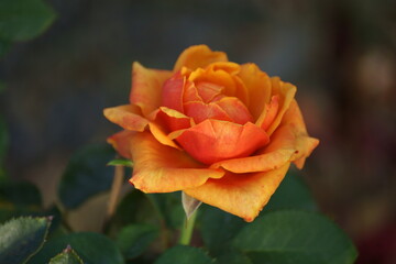 rose autumn petals are quite beautiful, petals are part of all the beauty, really no, it&rsquo;s up to you to decide