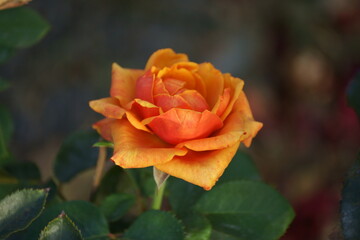 rose autumn petals are quite beautiful