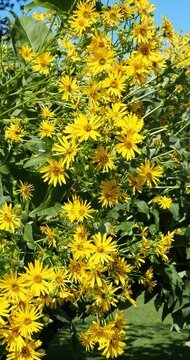 (Silphium perfoliatum) Hautes tiges de de Silphies perfoli&eacute;es, courb&eacute;es par le poids de larges feuilles et nombreuses fleurs jaunes ressemblant &agrave; des marguerites
