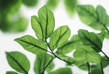 Obraz premium Green leaves javanese treebine isolated on white background