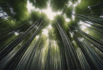 A dense bamboo forest with tall, slender stalks reaching up towards the sky, creating a tranquil, serene atmosphere.